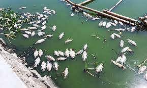 VIDEO: Gia tăng tình trạng cá chết trong ao nội đồng mùa nắng nóng